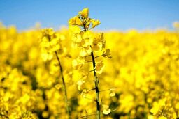 لایحه جنجالی دولت/ خودکفایی در خطر، امنیت غذایی تهدید شد!