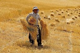 هشدار جنجالی: گندم‌کاران زیر تیغ خشکسالی! دیم‌زارها در خطر نابودی!