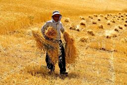 هشدار جنجالی: گندم‌کاران زیر تیغ خشکسالی! دیم‌زارها در خطر نابودی!