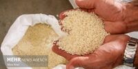 سیل برنج خارجی پس از آزادسازی ارز: زنگ خطر برای تولید داخلی؟