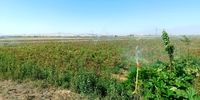 افشاگری تکان‌دهنده: ۱۰۰ میلیون دلار درآمد ارزی از صادرات نهاده‌های کشاورزی در اوج بحران داخلی!