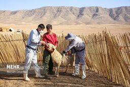 فاجعه در راه است! واکسیناسیون گسترده دام‌ها کلید نابودی یا نجات؟
