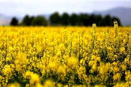 افشای پشت پرده: دانه‌های روغنی از چنگ دولت خارج شد، واردکنندگان غیردولتی در راهند!