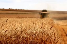 شوک جدید در بازار گندم؟ / پشت پرده تصمیم دولت برای قیمت نان!