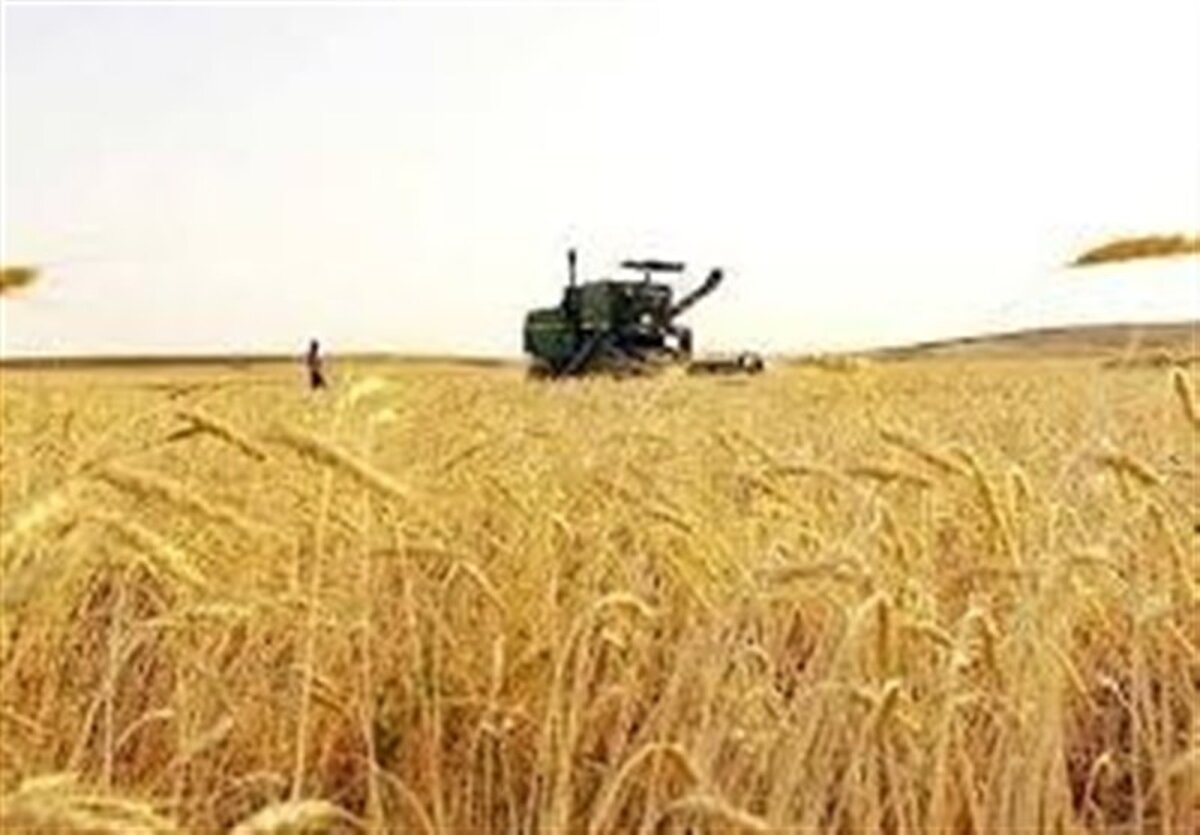 طوفان پوشش بیمه در مزارع گندم: 7 میلیون هکتار در معرض تهدید یا در امان؟