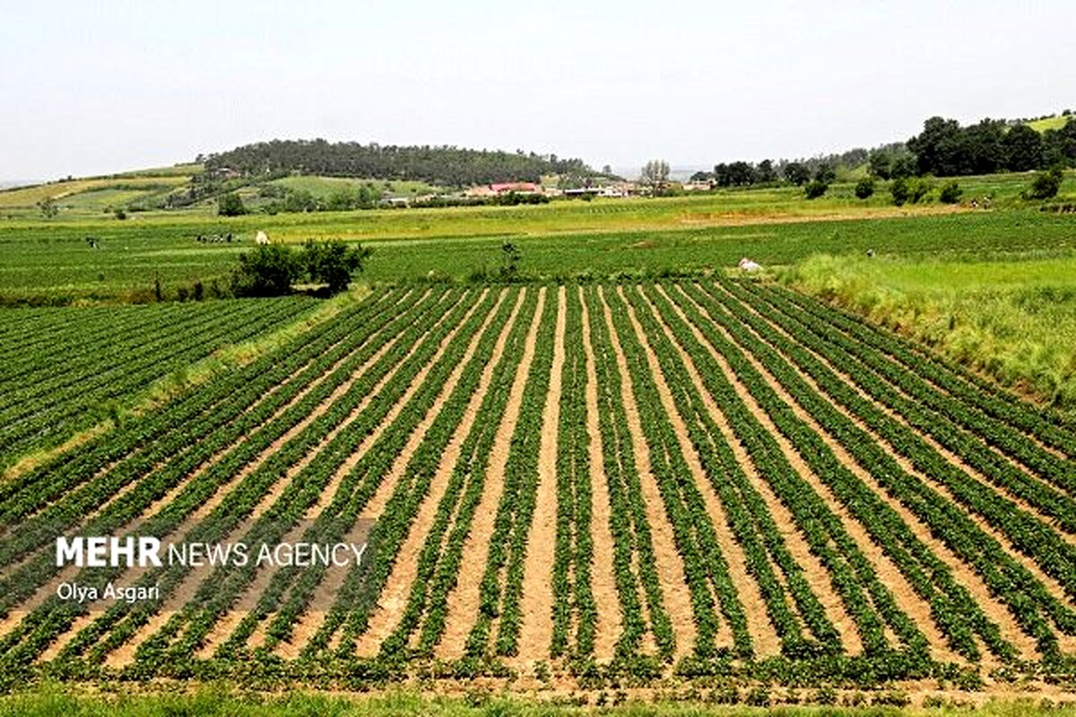 سیستان و بلوچستان زیر کشت بزرگترین مزارع محصولات استراتژیک: ۴۸ هزار هکتار غول کشاورزی ایران!