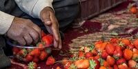 توت‌فرنگی طعم‌دارتر با بمب هسته‌ای؟ افشای راز جنجالی پرتودهی در کشاورزی!