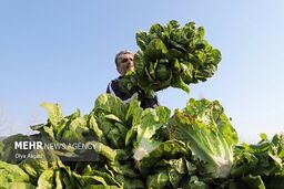 فاجعه کاهوی دزفول: وقتی بی‌تدبیری، لقمه نان مردم را زیر چرخ تراکتور می‌اندازد!