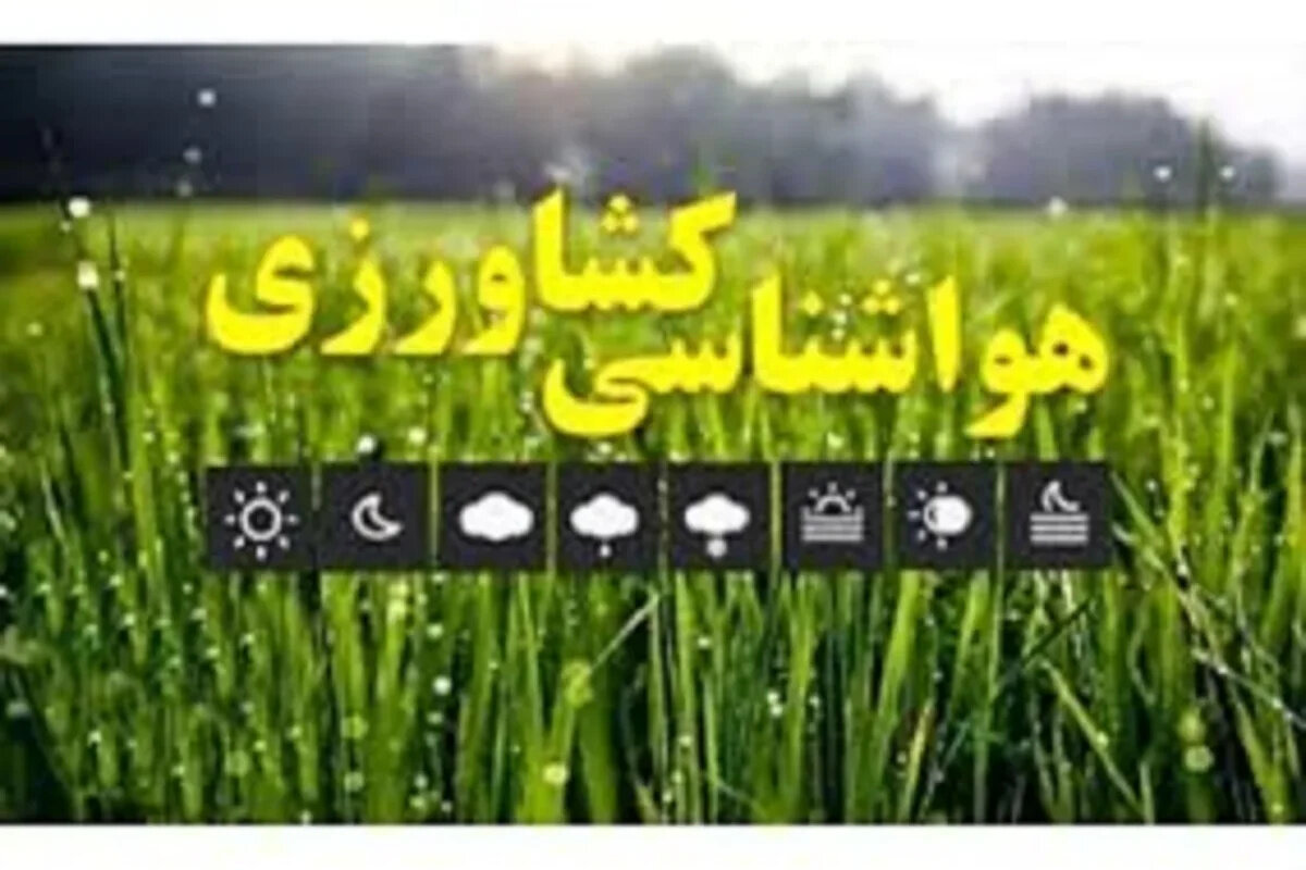 آیا شما هم این اشتباه مهلک را مرتکب می‌شوید؟ خطر پنهان کاشت زودهنگام نهال مرکبات!