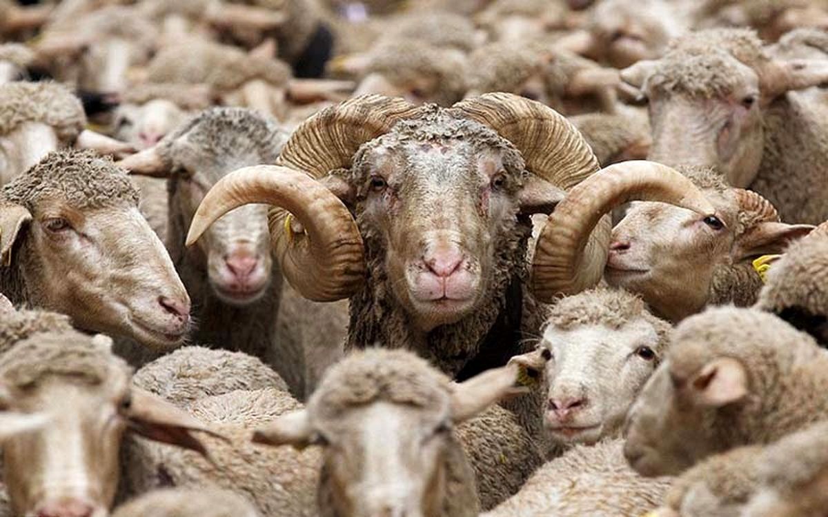 قیمت دام زنده در تهران در عاشورا ۱۴۰۴