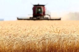 توفان قیمتی در راه؟ جلسه فوق‌العاده شورا برای گندم