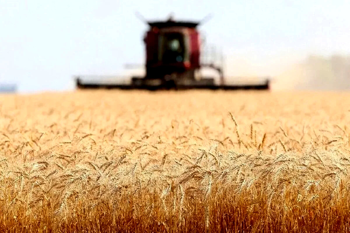 توفان قیمتی در راه؟ جلسه فوق‌العاده شورا برای گندم