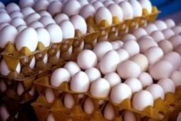 اصلاح دستورالعمل خرید تضمینی تخم‌مرغ ابلاغ شد / جزئیات طرح وزارت جهاد کشاورزی برای کنترل قیمت‌ها
