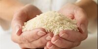 رسوایی در باغ گیاه‌شناسی ایران/ رتبه ۱۰ جهان شایعه بود؟