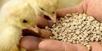 آیا لرستان قطب آبزی‌پروری ایران را از چنگ رقبا در می‌آورد؟