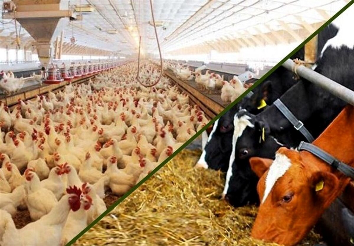 فروش خالی نهاده‌ها: ۱۵ هشدار بی‌نتیجه به جهاد کشاورزی! رسوایی یا بی‌کفایتی؟