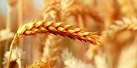قیمت جدید گندم اعلام شد