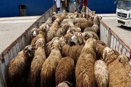 گوسفند بده خودرو بگیر