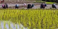 ماجرای نامه مهم جواد اوجی چه بود؟