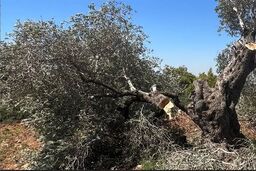 فاجعه در غزه: ۷۵ درصد درختان زیتون نابود شدند!