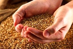 میزان ذخایر غلات در کشور