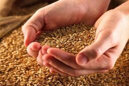 میزان ذخایر غلات در کشور
