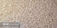 فاجعه در راه است! قیمت باورنکردنی برنج هندی و پاکستانی؛ سفره مردم خالی می‌شود؟