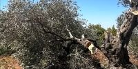فاجعه زیست‌محیطی غزه: رژیم صهیونیستی ۷۵ درصد درختان زیتون را نابود کرد!
