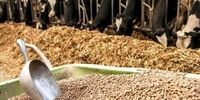 دلار گندم ۲۸۵۰۰ تومانی: کابوسی که هرگز تمام نمی‌شود!