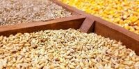 خودکفایی غلات چین: رویای فریبنده یا فاجعه پنهان؟