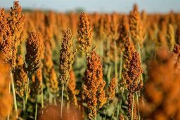 بحران آب ایران: سورگوم؛ راه حل شوک‌آور برای نجات کشاورزی از نابودی!
