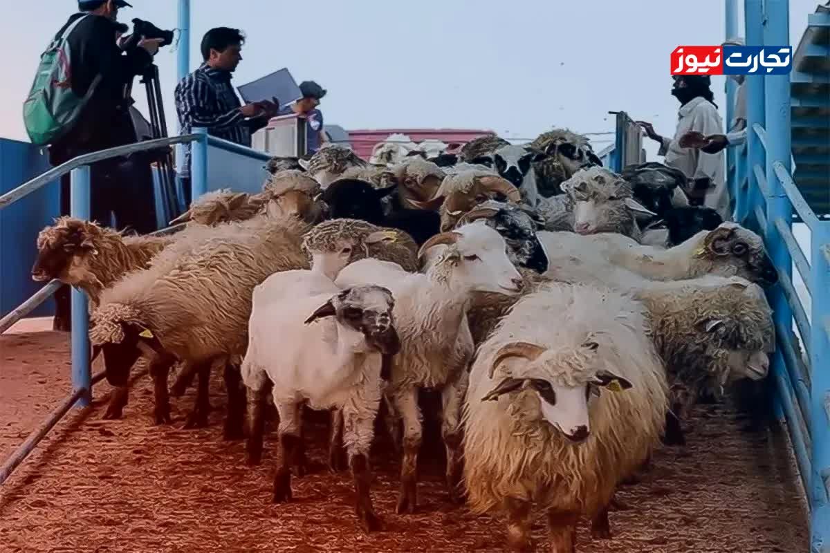هشدار فوری: قیمت دام زنده در ۲۵ بهمن ۱۴۰۴ سر به فلک کشید! +جدول تکان‌دهنده