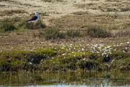 معجزه بزرگ: ۴ تالاب ایران نفس کشیدند!