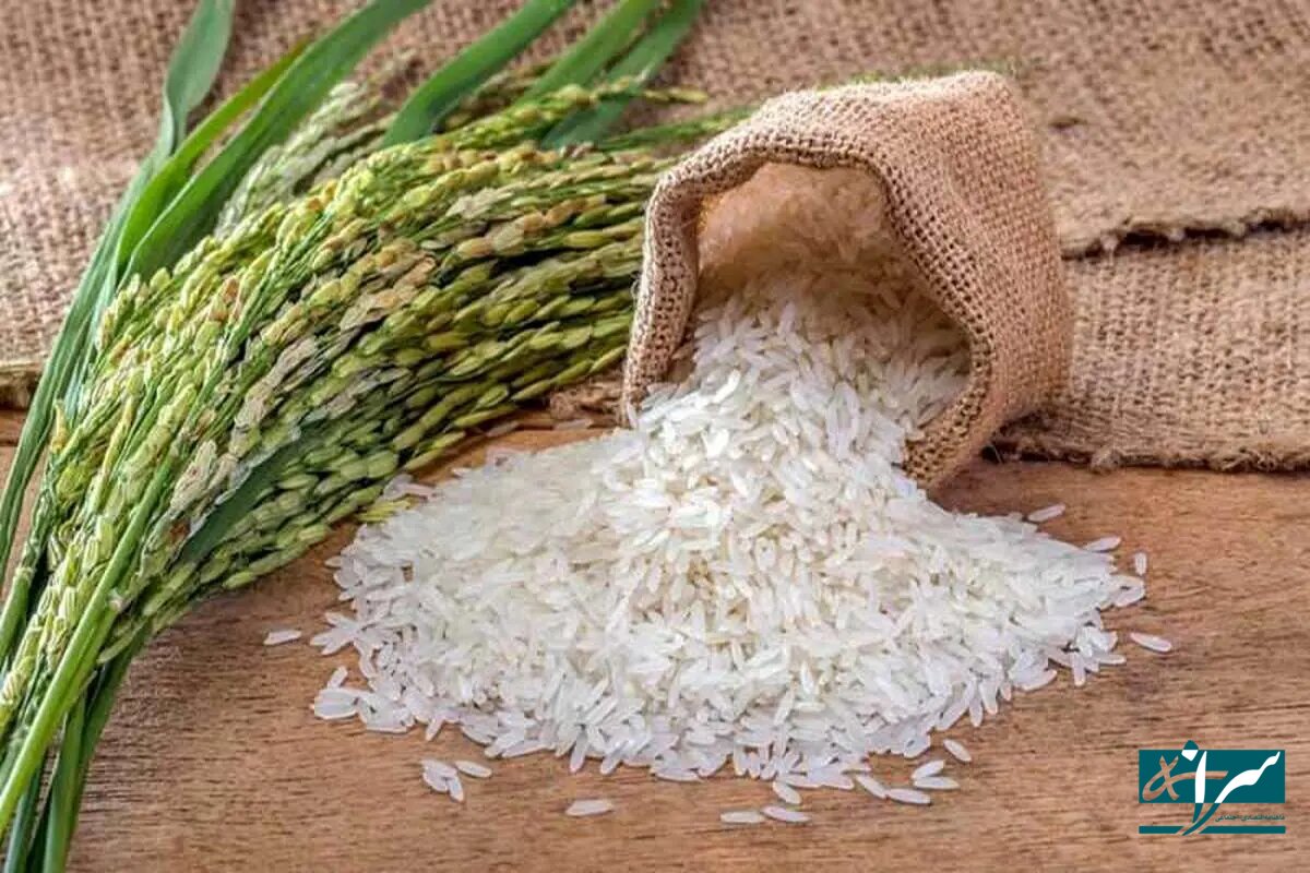 قیمت جدید برنج در بازار – ۲۱ اسفند ۱۴۰۳