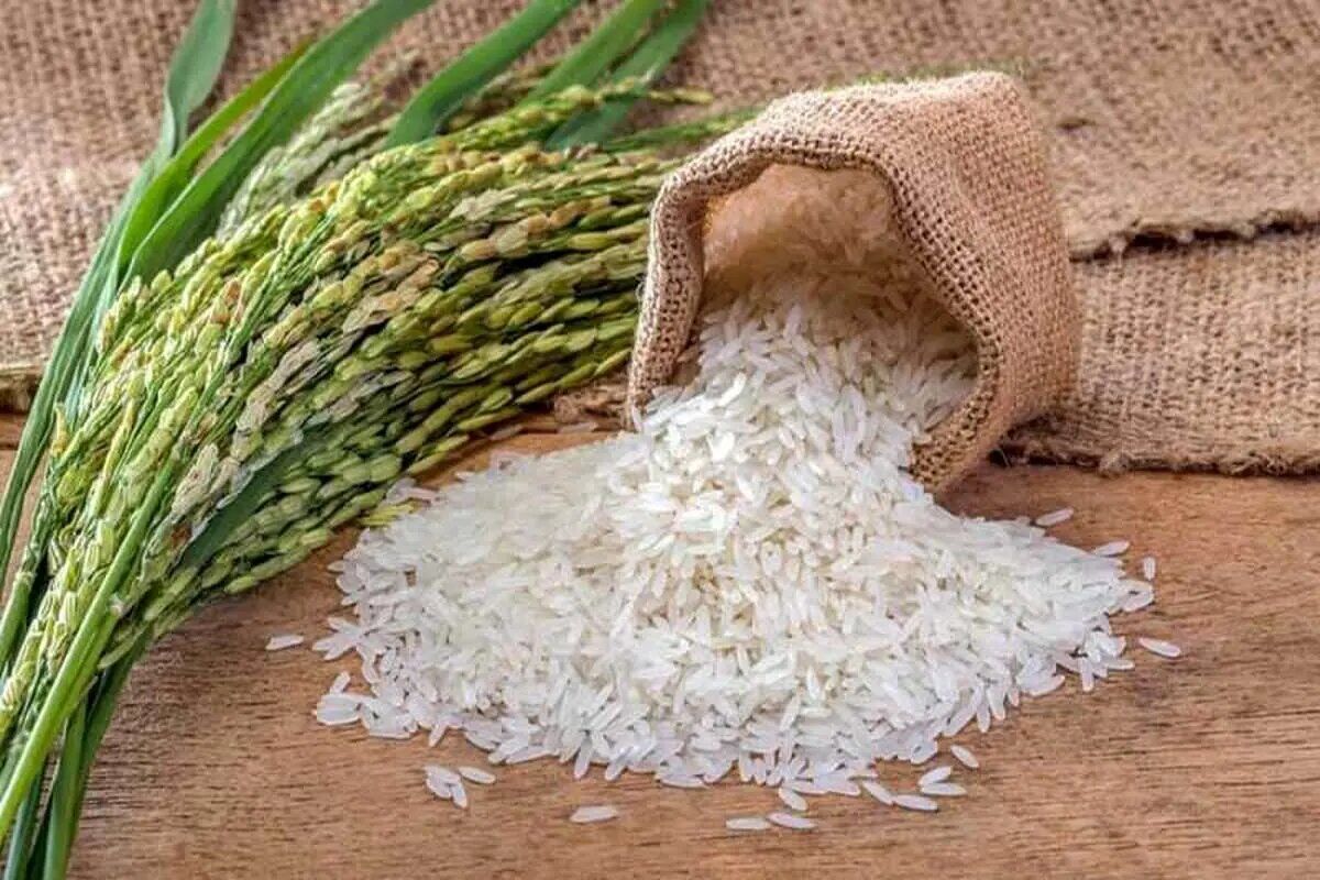 قیمت جدید برنج در بازار – ۲۱ اسفند ۱۴۰۳