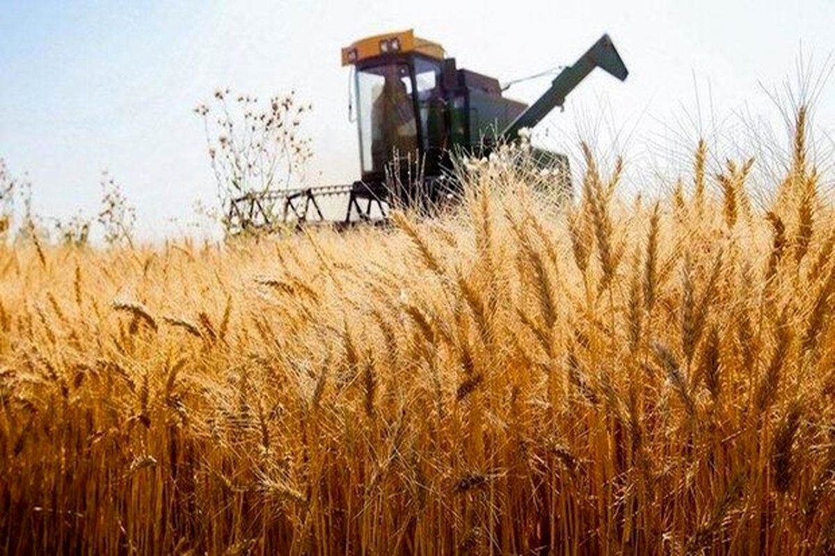 شوک آور: با وجود الزام بیمه گندم‌زارها، سهم بیمه کشاورزی ذره‌ای تغییر نکرد!