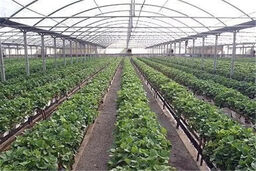 کابوس سرمازدگی بهاره: باغات ایران در آستانه فاجعه!