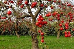 شوکه‌کننده: مزرعه‌هایی که آب را نجات می‌دهند و سود شما را چند برابر می‌کنند!