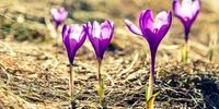 وای! ایران در آستانه کم‌آبی، اما این گیاهان غوغا می‌کنند! زعفران، تریکاله، کینوا نجات‌دهندگان احتمالی؟