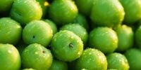 طالبی و خربزه چند؟