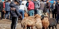 فوری و جنجالی: قیمت دام زنده 4 اسفند 1404 غوغا به پا کرد! (جدول کامل)