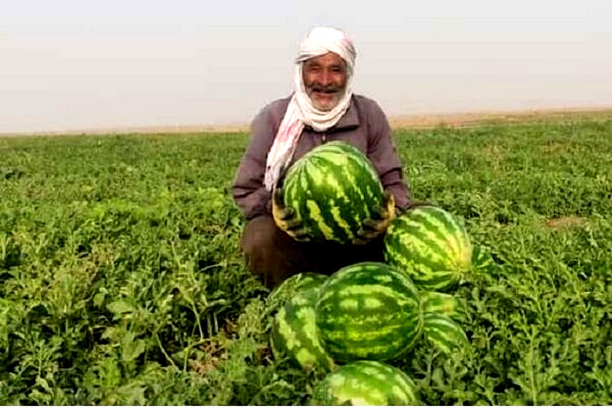 جاسک زیر آب هندوانه رفت؛ برداشت پاییزه با غوغا!