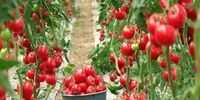 شوک به دشمن: ۱۰ فرمان محرمانه ایران برای فروپاشی دیوار تحریم!