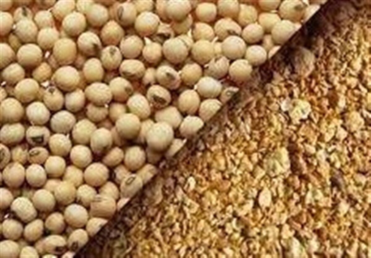 رانت ۱۰ هزار میلیارد تومانی در جیب کیست؟ سقف واردات دانه‌های روغنی و کنجاله شکسته شد!