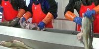 افشاگری جنجالی: بسته‌بندی‌های ضدباکتری مواد غذایی؛ بمب ساعتی در صنعت یا راه نجات؟