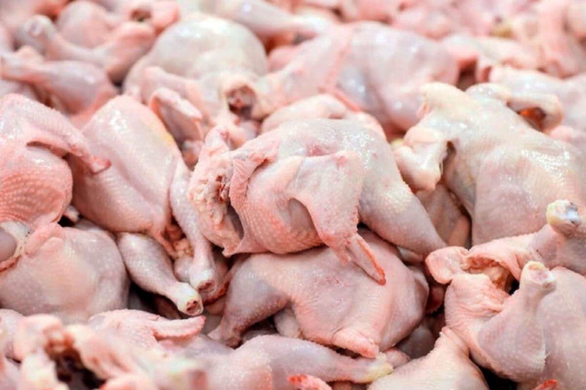 توزیع مرغ منجمد تنظیم بازاری با نرخ کمتر از ۱۰۰ هزار تومان
