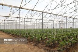 تهران، پایتخت "گلخانه‌ای" ایران؛ رقابت نفس‌گیر استان‌ها برای سبقت گرفتن از صدرنشین