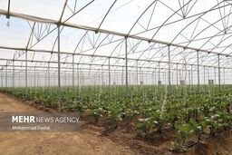 تهران، پایتخت "گلخانه‌ای" ایران؛ رقابت نفس‌گیر استان‌ها برای سبقت گرفتن از صدرنشین