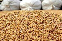 **فاجعه در راه است: 75 درصد کارخانجات خوراک دام تعطیل می‌شوند! دلیل شوکه‌کننده چیست؟**