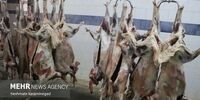 جنجال واردات گوشت: ارز ۴۲۰۰ تومان در راه است؟